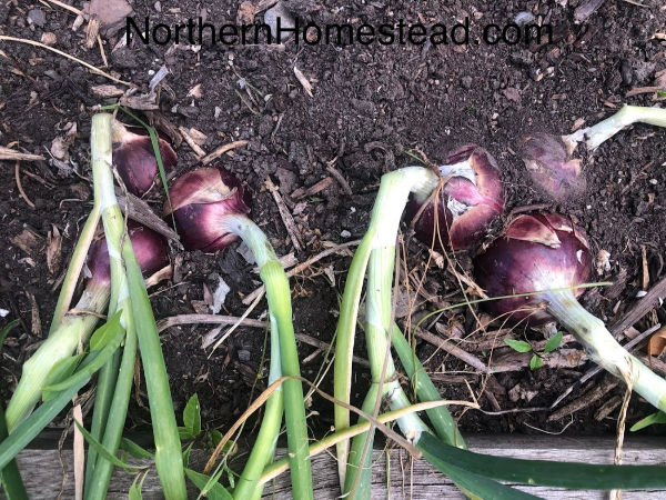 How to Deal with Multiple Seedlings in one Pot