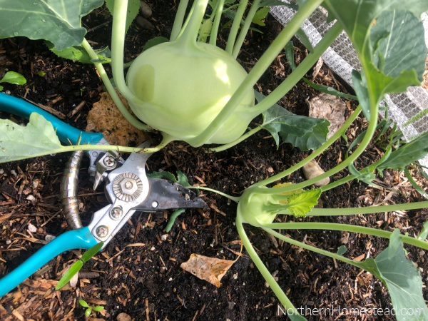 How to Deal with Multiple Seedlings in one Pot