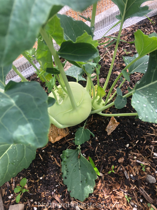 How to Deal with Multiple Seedlings in one Pot