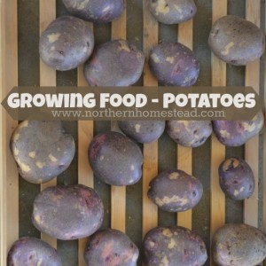 If you want to be growing food that you eat, grow potatoes. It is a high yield, easy to grow crop that stores well for months. A must have in the garden.
