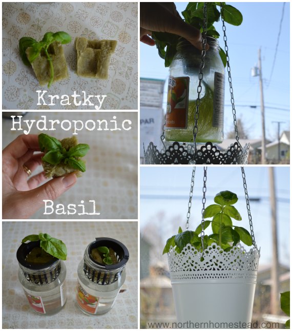Growing Food the Kratky Hydroponics Way - Basil