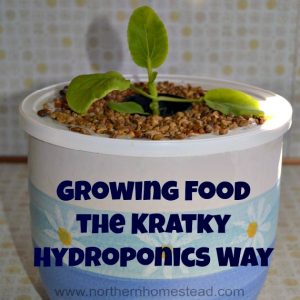 Start growing food the the Kratky hydroponics way today! It is a simple and fun container gardening method suited for off-the-grid and water saving growing.