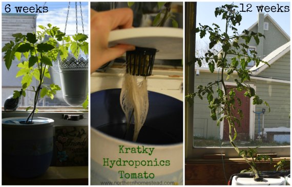 Growing Food the Kratky Hydroponics Way - Tomato