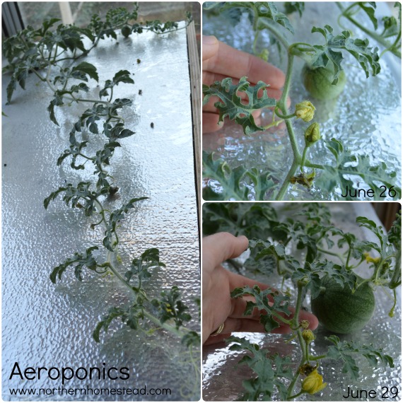 Garden Update June 2015-Aeroponic Watermelon
