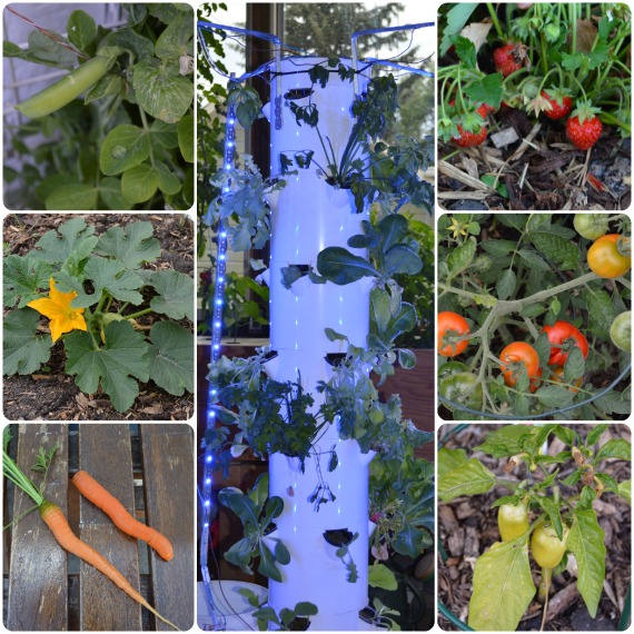 Garden update June 2015 for our Northern Homestead garden. Back to Eden, grow bags and Hydroponics are doing very well during hail, rain and sunshine. 