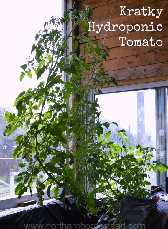 Garden Update – May 2015 - Kratky hydroponic tomatoes