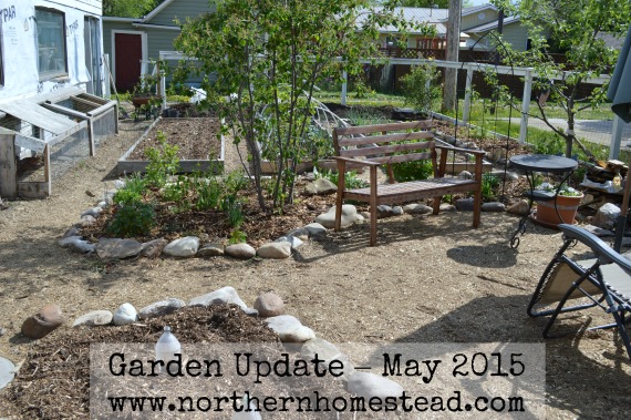 Garden Update – May 2015. Lots of info on weeds, asparagus, community garden and trees along with hydroponic and grow beg container gardening. 