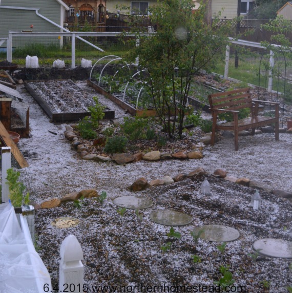 Garden update June 2015 - Hail