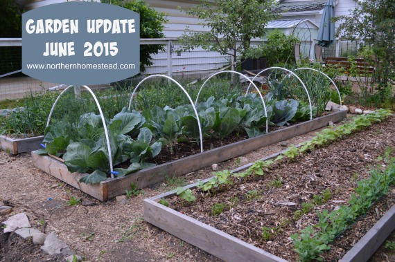 Garden update June 2015 for our Northern Homestead garden. Back to Eden, grow bags and Hydroponics are doing very well during hail, rain and sunshine. 