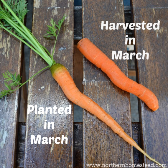 Growing Food – Carrots