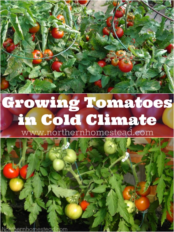 Here are 9 simple tips for growing tomatoes successfully in cold climate and harvest sun ripe tomatoes in the summer. Happy tomato growing!