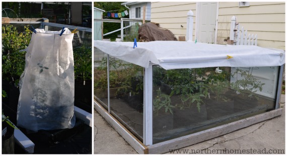 Tomato plants can be easily wrapped in a frost blanket using a tomato cage and some clothespins. It also makes a great 'roof' for a roofless greenhouse.