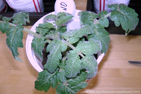 When to Start Tomatoes Indoors