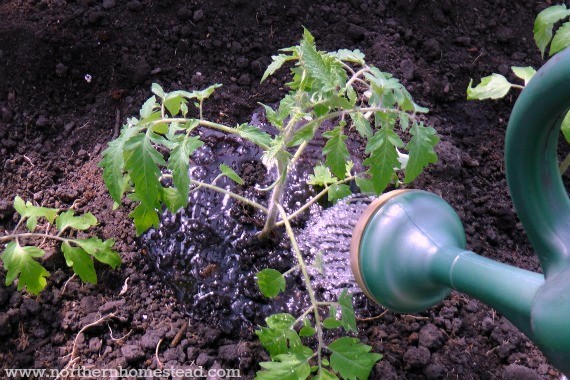 Growing Tomatoes in Cold Climate