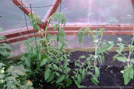 Learn how to support vine and bush type tomatoes in the greenhouse and in the garden. We share our favorite methods that have worked great for many years.