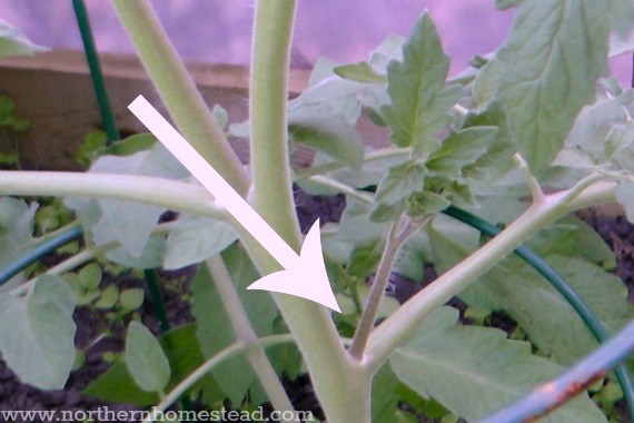 Growing Tomatoes in Cold Climate