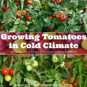 Here are 9 simple tips for growing tomatoes successfully in cold climate and harvest sun ripe tomatoes in the summer. Happy tomato growing!