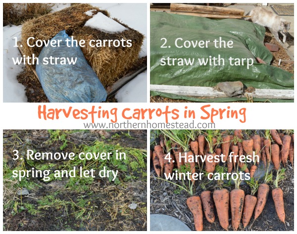 Harvest Carrots in Spring In fall before frost cover the carrots with straw. Cover the straw with tarp and leave all winter long making sure during blizzards and extreme cold that there is a thick layer of snow on top of the covering. Remove cover in spring and let the carrots dry. Harvest fresh winter carrots.