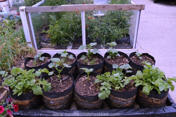 A cold frame for tomatoes