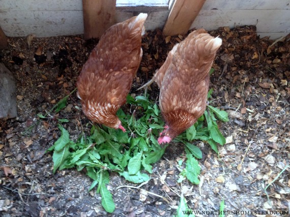 The Deep Chicken Litter Method