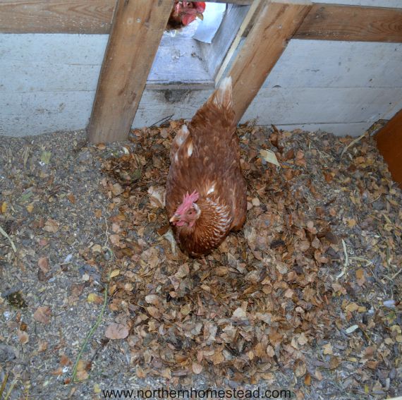 The Deep Chicken Litter Method Northern Homestead