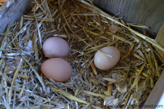 The Deep Chicken Litter Method