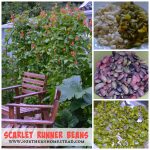 Growing Food - Scarlet Runner Beans (Recipe)