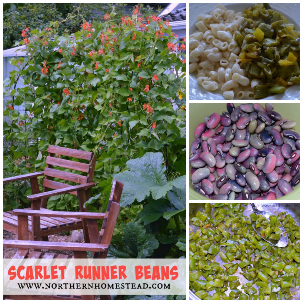 Cleaning up the Scarlet runner beans and storing the tubers for a head