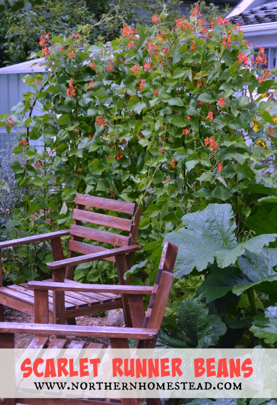 Growing Food - Scarlet runner beans are beautiful, easy to grow and edible at any stage. Here are some recipes for fresh and dry scarlet runner beans. Yummy!