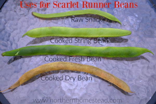 Uses for Scarlet Runner Beans