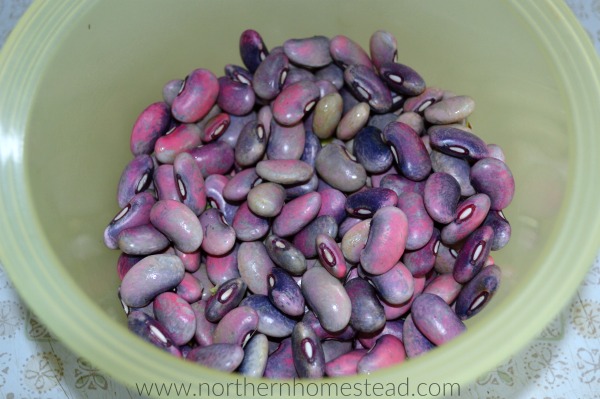 Scarlet Runner Beans