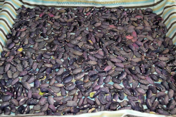 Scarlet Runner Beans