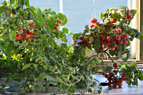 How to grow tomatoes indoors