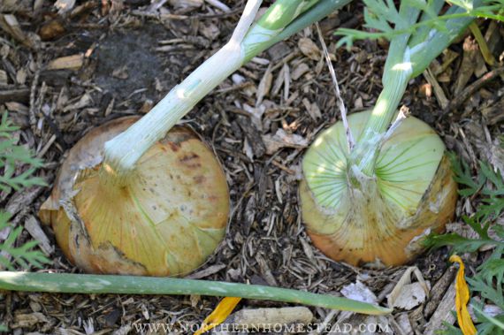 Growing Food - Onions
