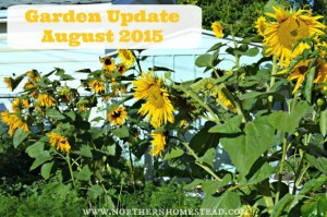 Garden Update August 2015