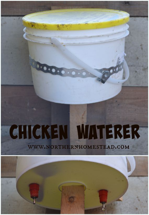 Chicken water