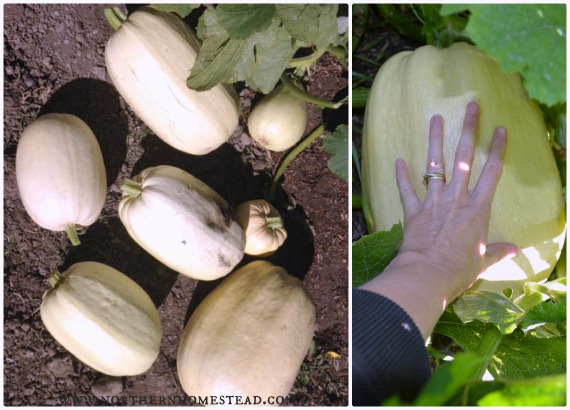12 Favorites to Grow in the Garden - Spagethy squash 