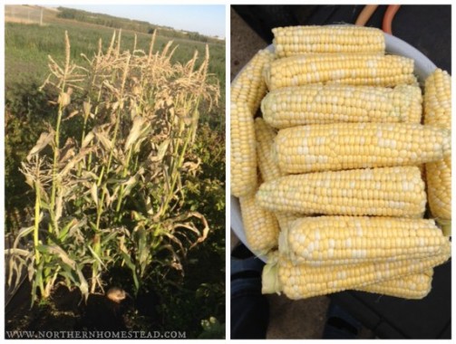 End Of Season - Garden Update 2015 - Northern Homestead