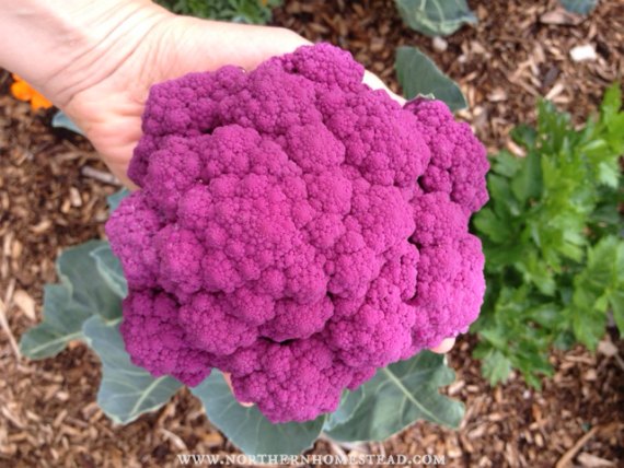 Purple Cauliflower