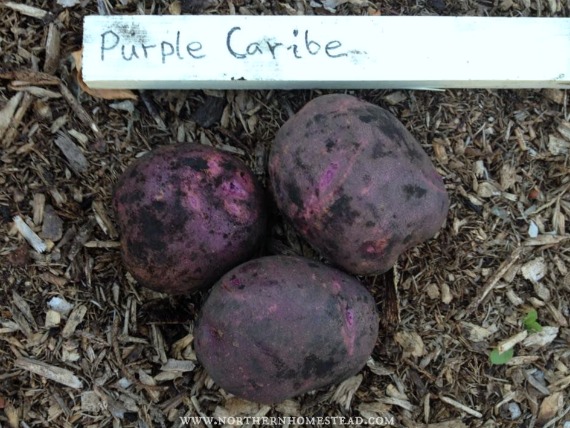 The Purple Caribe potatoes