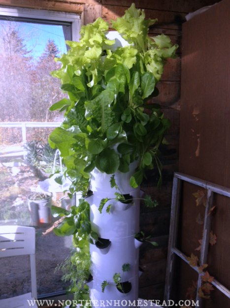 Tower with salad greens
