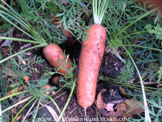 Bolero carrot