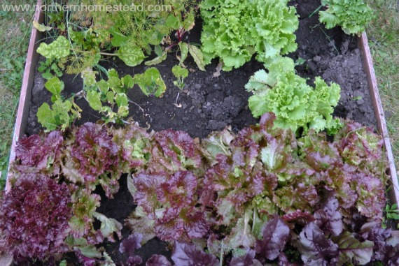 3 Reasons To Grow Your Own Salad and How To Do It
