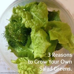3 Reasons To Grow Your Own Salad and How To Do It in soil in a square food garden or in hydroponics using aeroponics or the kratky method.