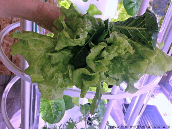 Grow salad greens year round