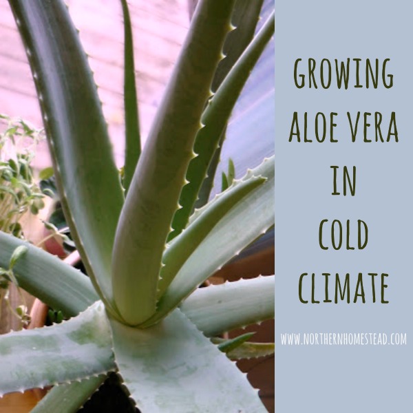 How to Cut an Aloe Plant, Aloe Vera Uses and Benefits