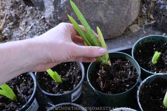 Growing Aloe Vera in cold climate