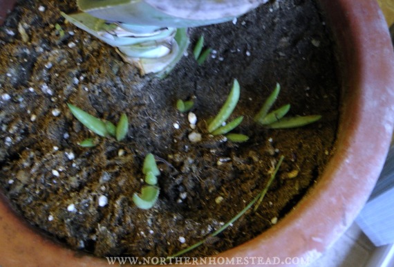 In this post wee talk about growing an indoor edible window garden in soil. Learn what soil and containers to use, how to water and fertilize an indoor garden.