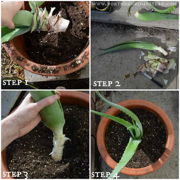 Growing Aloe Vera in cold climate - a step by step transplanting tutorial