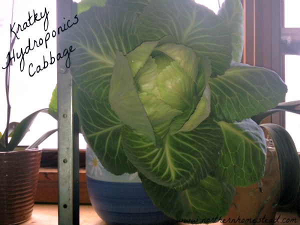 Kratky Cabbage - Winter Garden Update 2016